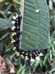 Leucanella
