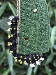 Leucanella