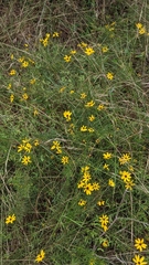 Coreopsis pulchra
