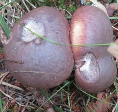 Suillus luteus