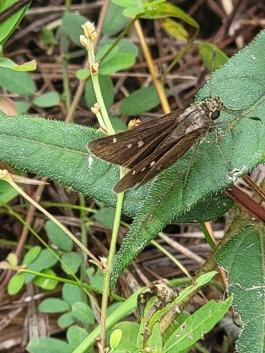 Twin-spot Skipper photo 4