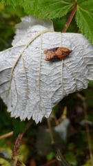 Acleris