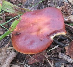Suillus grevillei
