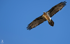 Gypaetus barbatus