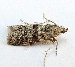 Laetilia fiskeella