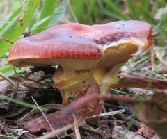 Suillus grevillei