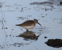 Calidris ferruginea