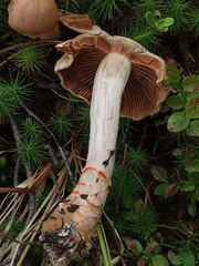 Cortinarius armillatus