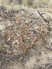 Atriplex argentea
