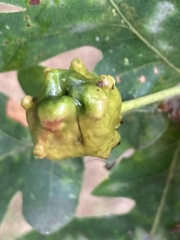 Andricus quercuscalicis