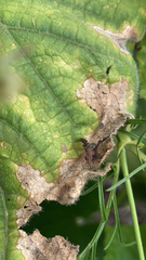 Delphinia picta