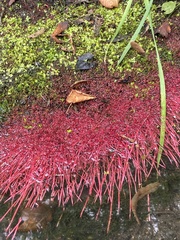 Azolla filiculoides
