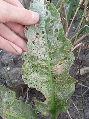 Rumex hydrolapathum