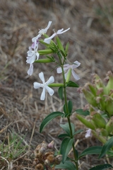 Saponaria officinalis