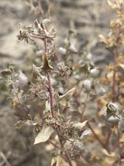 Atriplex argentea