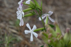 Saponaria officinalis