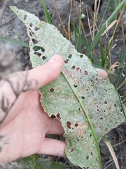 Rumex hydrolapathum