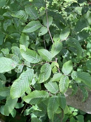 Carpinus caroliniana