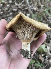 Lactarius psammicola