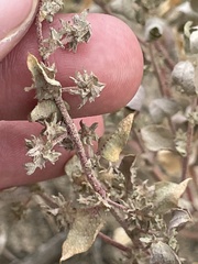 Atriplex argentea