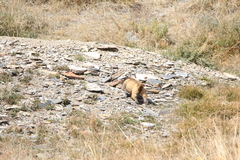 Marmota baibacina