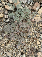 Lomatium cuspidatum