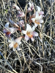 Freesia caryophyllacea