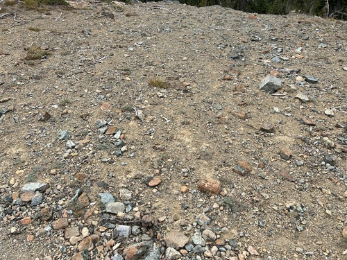 Image of Lomatium cuspidatum by no rights reserved
