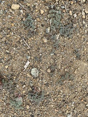 Lomatium cuspidatum