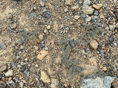 Lomatium cuspidatum