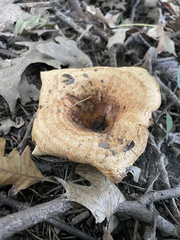 Lactarius psammicola