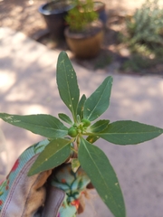 Euphorbia davidii