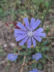 Cichorium intybus