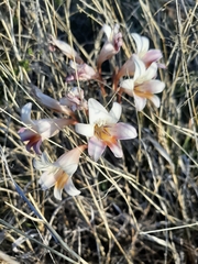 Freesia caryophyllacea