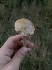 Leccinum holopus