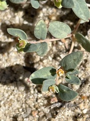 Euphorbia fendleri