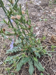 Cichorium intybus