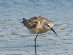 Calidris ferruginea