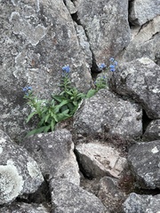 Cynoglossum amabile