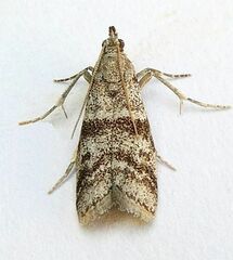 Laetilia fiskeella