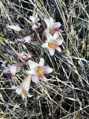 Freesia caryophyllacea
