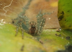 Dendrolycosa