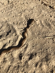 Masticophis flagellum piceus