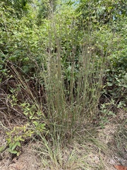 Schizachyrium scoparium