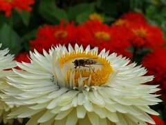 Parasyrphus tarsatus