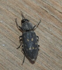 Melanophila consputa