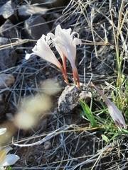Freesia caryophyllacea