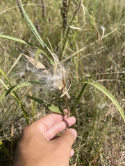 Asclepias viridiflora
