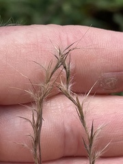 Schizachyrium scoparium