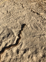 Masticophis flagellum piceus